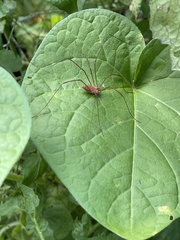 Leiobunum ventricosum