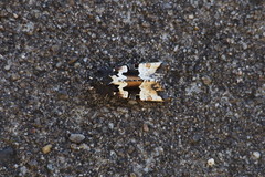 Phlogophora