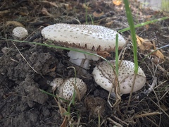 Amanita echinocephala