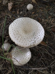 Amanita echinocephala
