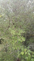 Weinmannia tomentosa