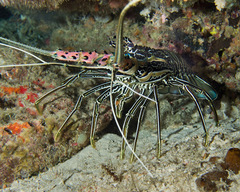 Panulirus versicolor