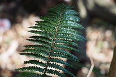 Polystichum polyblepharum
