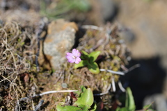 Epilobium alsinifolium