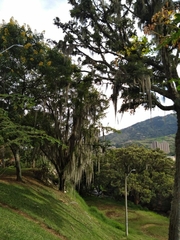 Retrophyllum rospigliosii