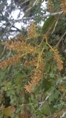 Weinmannia tomentosa