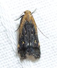 Dichomeris costarufoella