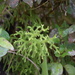 Lycopodium japonicum - Photo (c) Nick Belliveau,  זכויות יוצרים חלקיות (CC BY-NC), הועלה על ידי Nick Belliveau