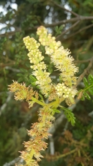 Weinmannia tomentosa