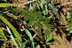 Polystichum polyblepharum