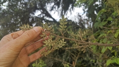 Weinmannia tomentosa