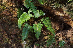 Polystichum polyblepharum