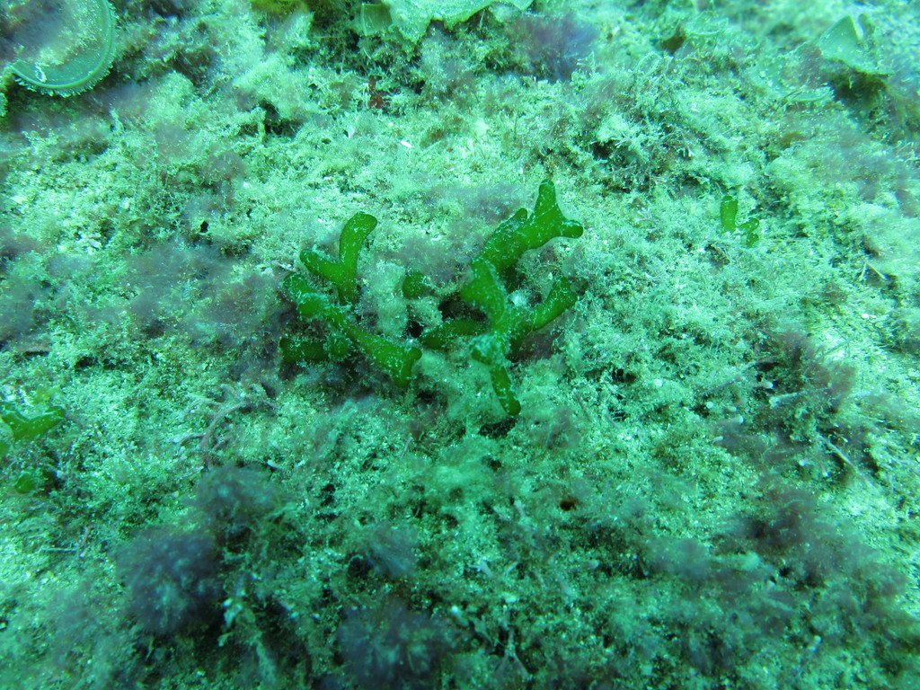 Codium isabelae