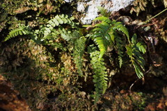 Asplenium incisum