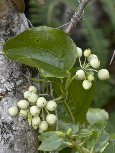 Smilax melastomifolia