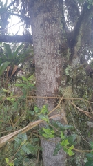 Weinmannia tomentosa