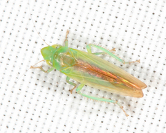 Neocoelidia tuberculata