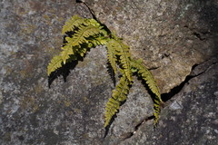 Asplenium incisum
