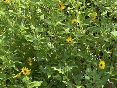 Helianthus debilis image