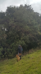 Weinmannia tomentosa