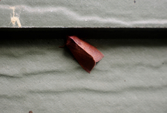 Orthosia transparens