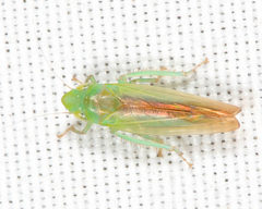 Neocoelidia tuberculata