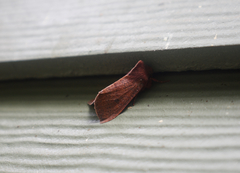 Orthosia transparens
