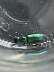 Temnoscheila virescens