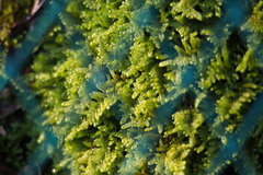 Hypnum plumaeforme