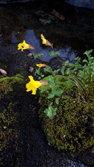 Erythranthe caespitosa
