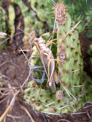 Melanoplus packardii