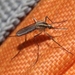Mosquito de Tres Bandas - Photo (c) James Bailey, algunos derechos reservados (CC BY-NC), subido por James Bailey
