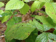 Ocnophiloidea regularis