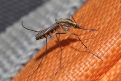 Aedes trivittatus