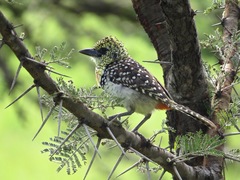 Trachyphonus darnaudii