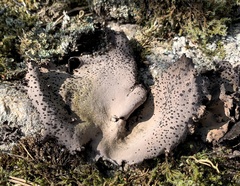 Umbilicaria crustulosa