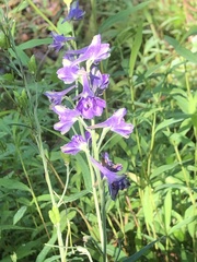 Delphinium exaltatum