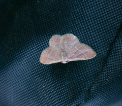 Chlorochlamys appellaria