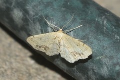 Idaea dimidiata