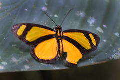 Cabirus procas