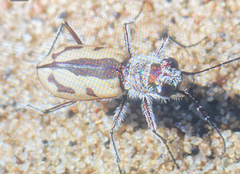 Cicindela limbata nympha