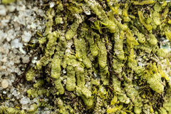 Cheilolejeunea clypeata