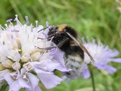 Bombus vestalis