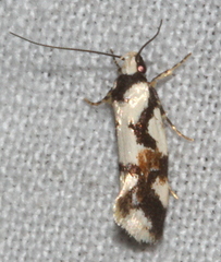 Machetis aphrobola