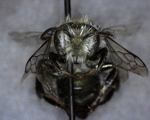 iNaturalist observation photo of Osmia nemoris