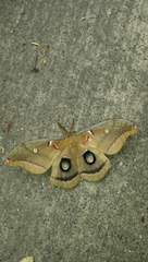 Antheraea oculea