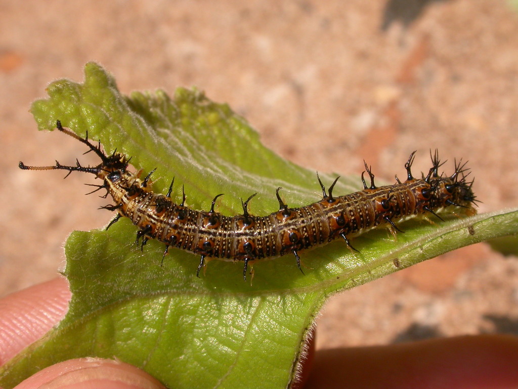 Eunica bechina