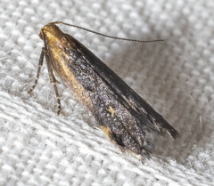 Dichomeris costarufoella