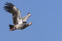 Southern Screamer photo 4