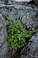 Heuchera glabra